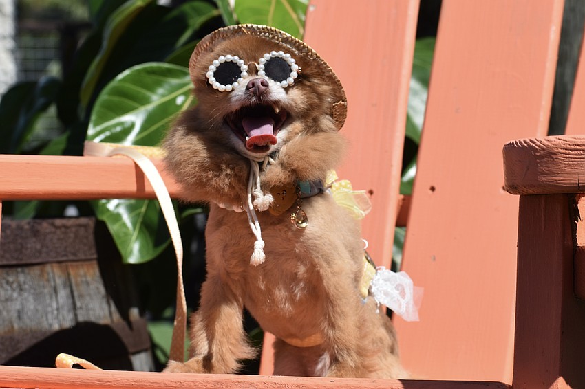 Lolly the Pom enjoys the sunshine.