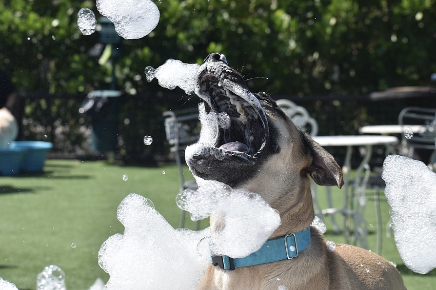Scooby Doo, a dog who belongs to Mike and Victoria Collins, who came from St. Pete to support the location, loves playing in the foam.