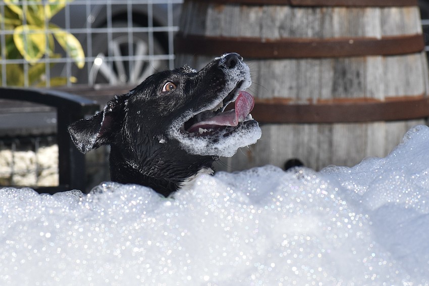 Brenda Valdivia's dog Draco plays in the foam.