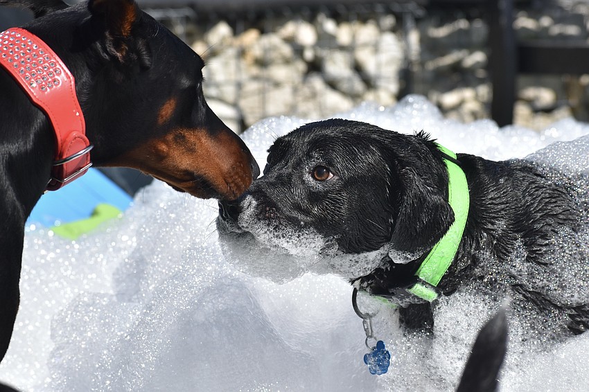 Lindsey Balliette's dog Nirvana meets Brenda Valdivia's dog Draco.