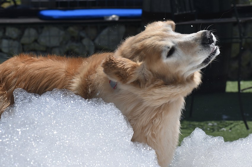 Andrea and Kevin King's dog Juno shakes off the foam.