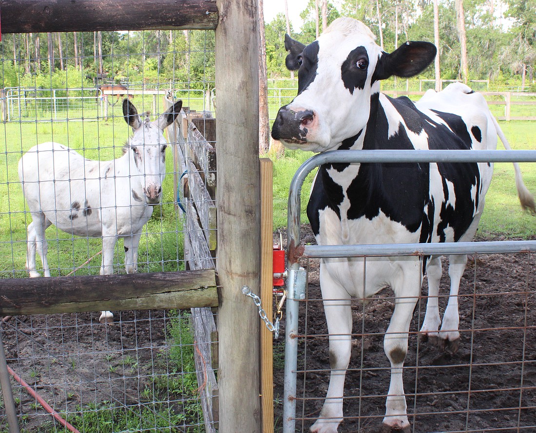 A goat serves as the best friend of Winnie the Moo at the Farmhouse Animal and Nature Sanctuary. A larger pasture will be available to them after a $50,000 grant from the Bishop-Parker Foundation.