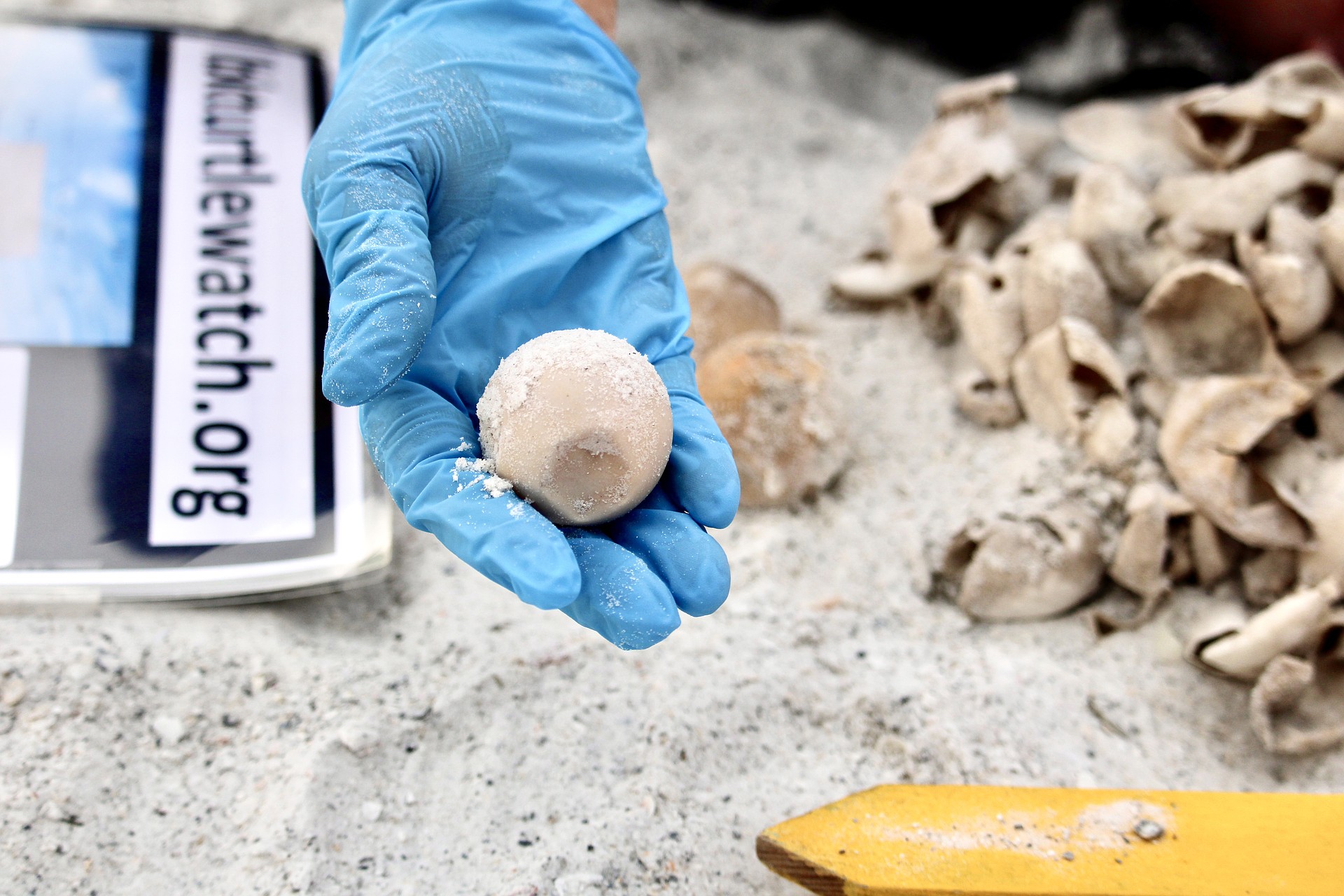Brenda Jameson, a permitted volunteer, shows the public one of the unhatched loggerhead turtle eggs from a nest excavated for research purposes. A total of 87 eggs hatched from the early nest, while only three hadn't.