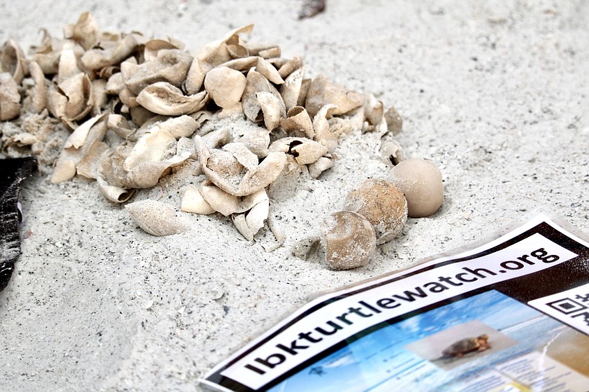A total of 87 loggerhead turtles had hatched from an excavated nest on a beach in the Sleepy Hollow area.
