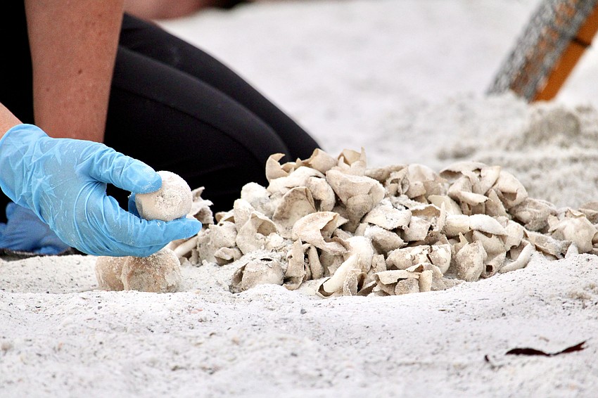 Certified volunteers meticulously count the shells and unhatched eggs extracted from a loggerhead turtle nest for research. As of July 7, Longboat Key Turtle Watch reported 579 total sea turtle nests on Manatee County beaches along the Key.