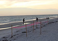 Brightly colored stakes mark the sites of known turtle nests on beaches along Longboat Key.