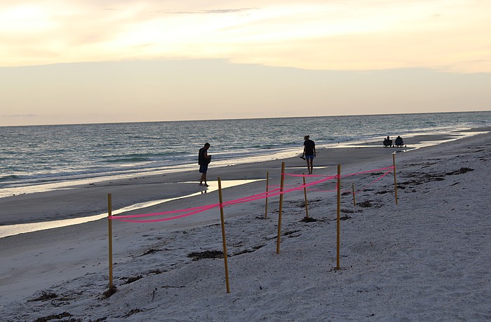 Brightly colored stakes mark the sites of known turtle nests on beaches along Longboat Key.