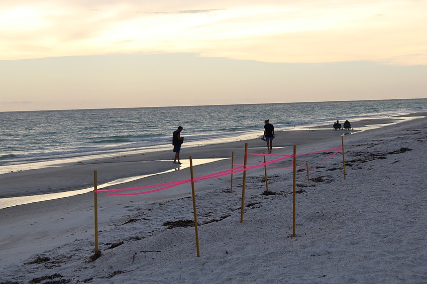 Brightly colored stakes mark the sites of known turtle nests on beaches along Longboat Key.