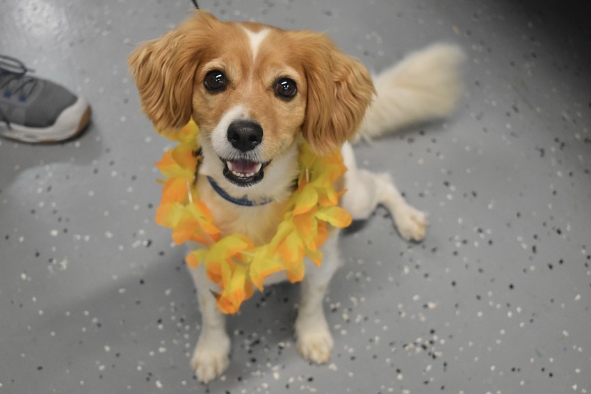 Alan Behr's dog Merlin celebrates a Caribbean Christmas.