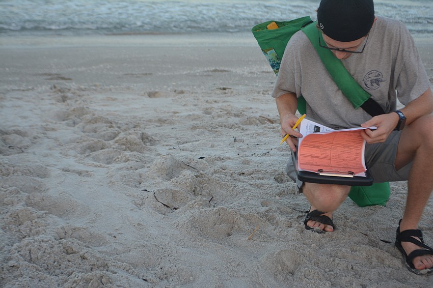 Caleb Jameson collecting data from turtle tracks.