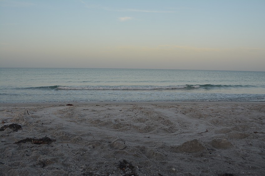 Many turtle tracks can be found throughout the beach, sometimes turtles will change their mind and go back to the ocean like tracks are depicting here.