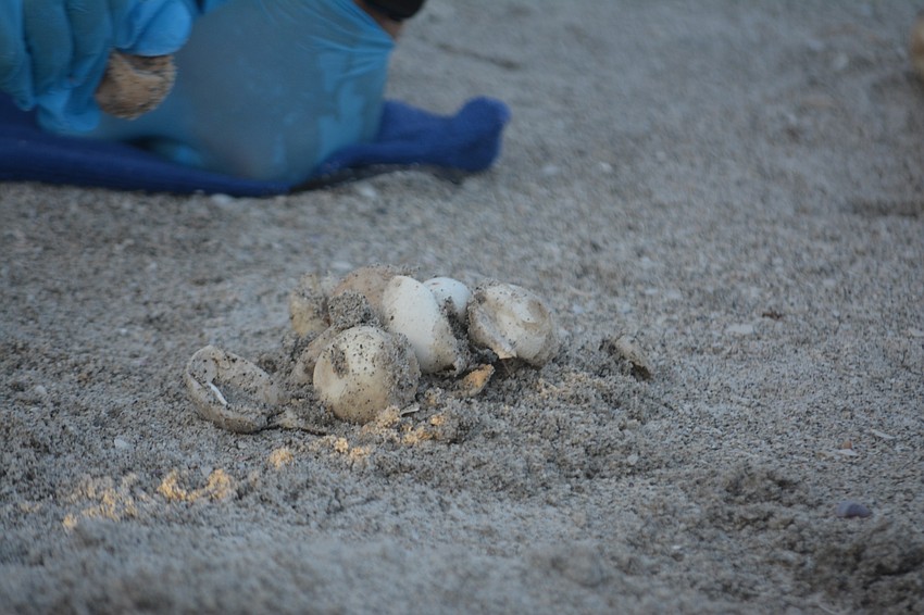 A small collection of the hatched and un-hatched eggs found in the turtle nest.