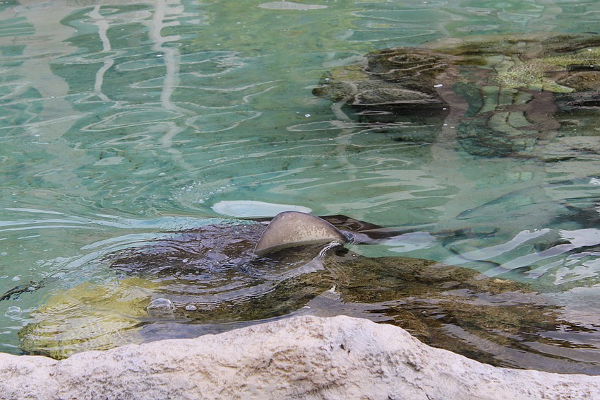 One of the southern stingrays at the St. Regis Longboat Key Resort waves hello to guests from the Under the Sea Lagoon.