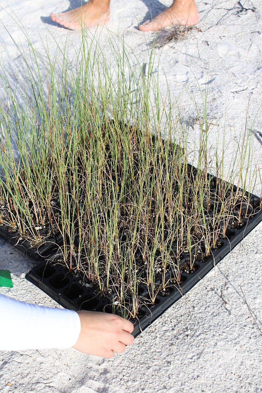 Sweet Bay Nursery provided the 12,000 sea oat seedlings at cost this year, Keep Manatee Beautiful executive director Jennifer Hoffman said.
