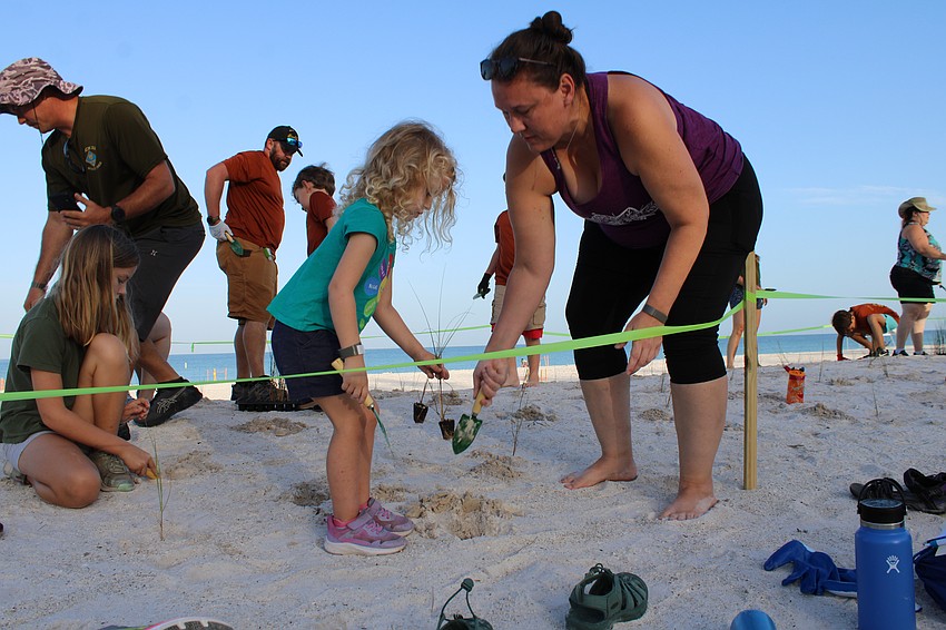 Alanna and Diane Hyland work together to securely plant a sea oat seedling on Saturday at Coquina Beach.