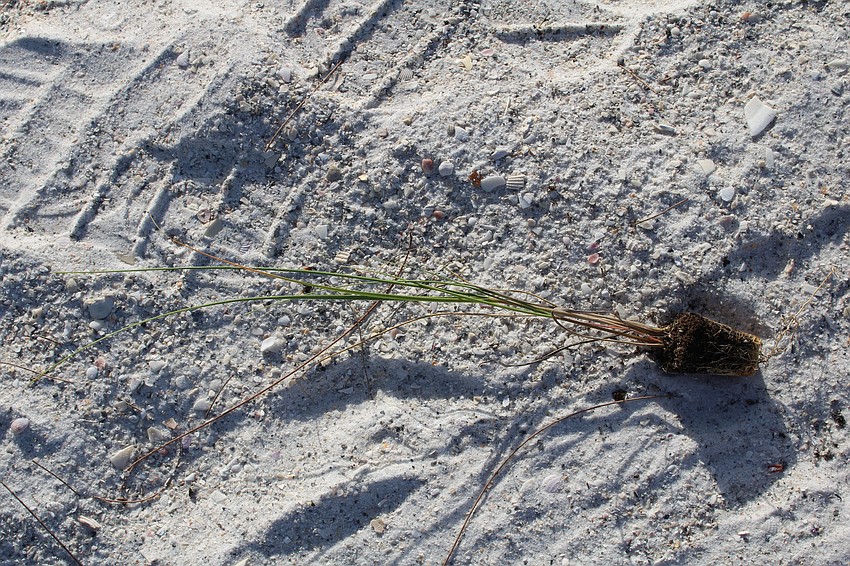 The sea oat seedlings can grow to a mature size in about two months, affording barrier islands extra protection from storm surges.