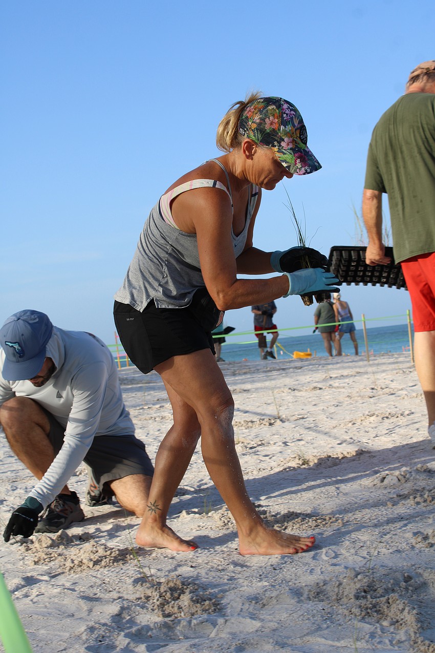 Melissa Gautier, a teacher at Apollo Beach K-8 School, treads carefully to avoid the freshly planted sea oat seedlings.