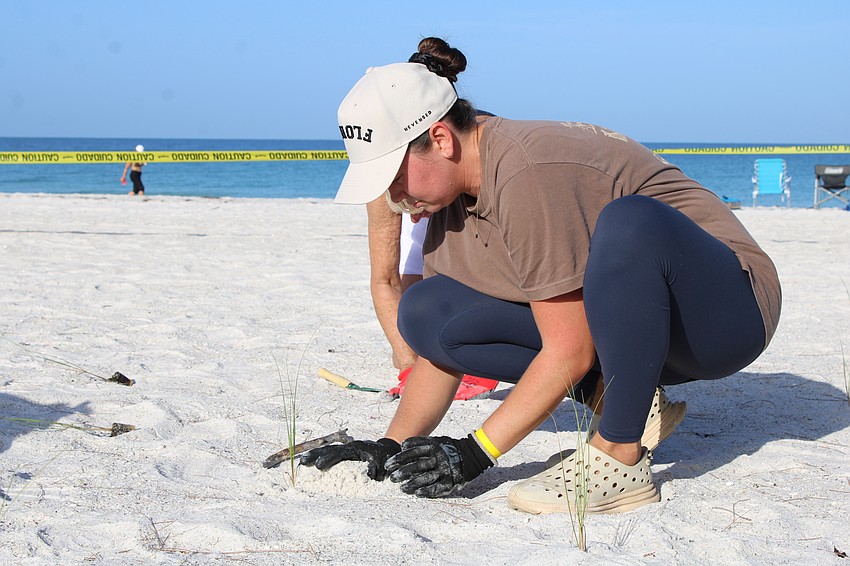 Kacy Bilches, a volunteer member of the yellow team working at Katie Pierola Sunset Park, packs sand around a sea oat seedling.
