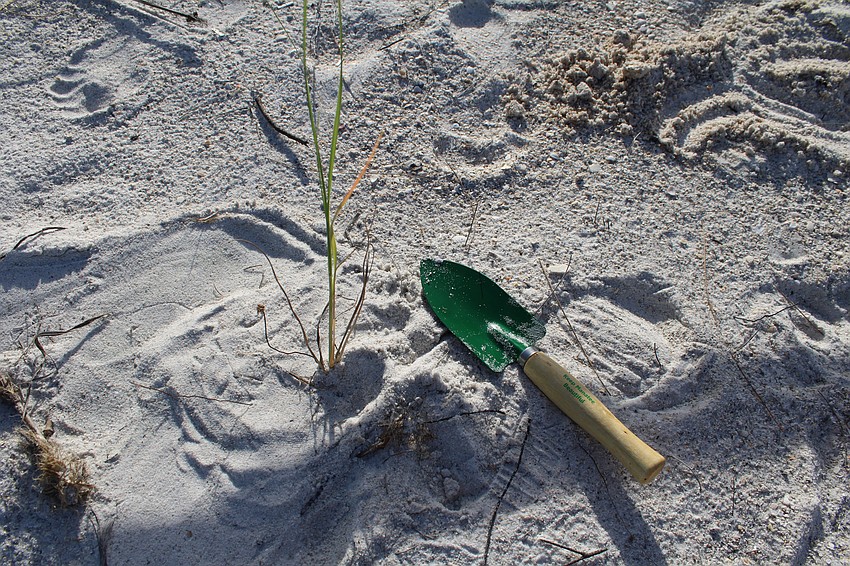 Armed with commemorative Keep Manatee Beautiful trowels, volunteers planted 12,000 sea oat seedlings on Coquina Beach and nearby parks on Saturday.