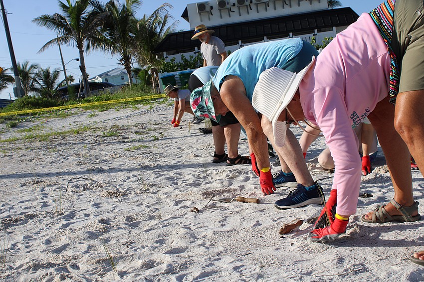 Working row by row, the yellow team of volunteers filled the designated area with sea oat seedlings, as well as another half length of the original layout on Katie Pierola Sunset Park.