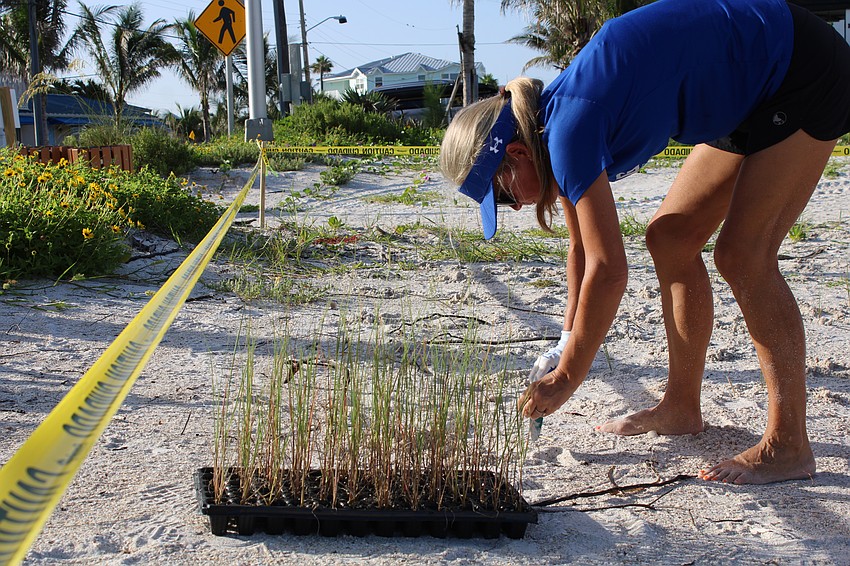 Coordinator Tammy Fagan lines up the next batch of sea oat seedlings to go in at Katie Pierola Sunset Park.