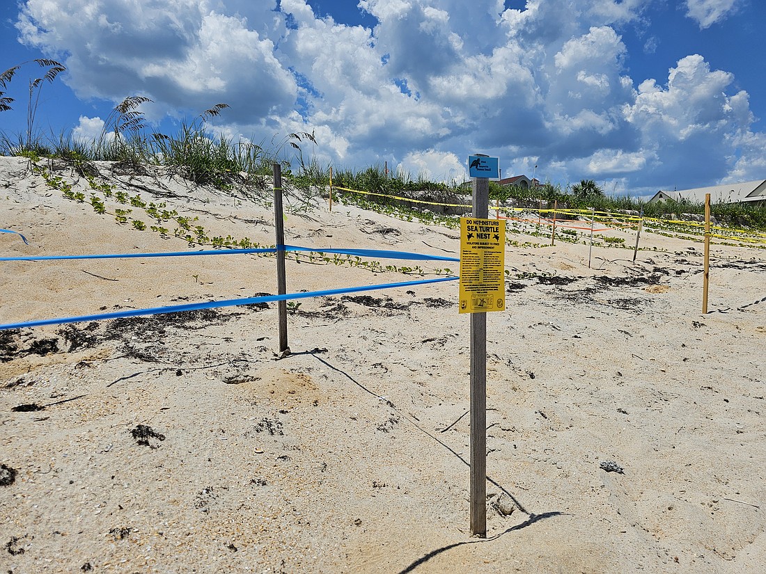 The dunes and turtle nests at Old Salt Park, which will be included in the emergency dune restoration project at Jungle Hut Park. The contractor will have to work around the many turtle nests along the dunes. Photo by Sierra Williams