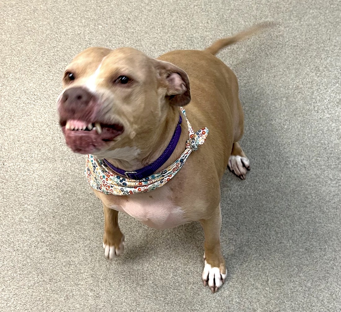 “Sky,” a sweet 6-year-old spayed female 54-pound mix breed, is a staff favorite at the Flagler Humane Society, partially because of that silly smile of hers. She is completely house-trained and eager to please, up for adoption at the Humane Society. Courtesy photo