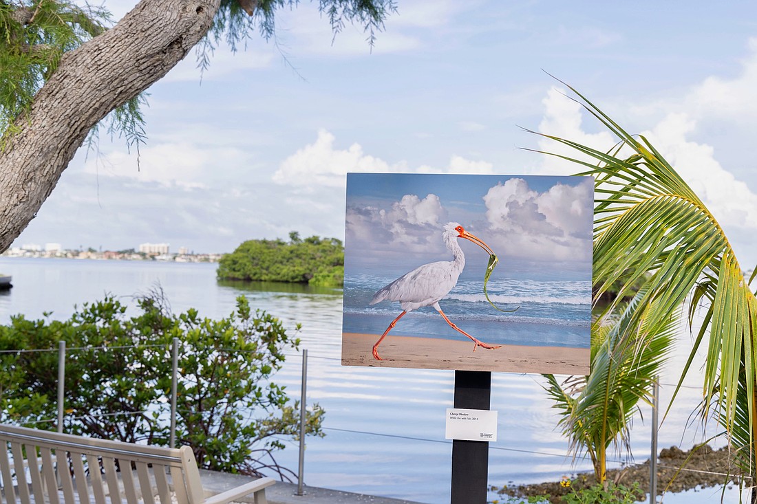 Cheryl Medow's 2014 photo "White Ibis with Fish" overlooks Sarasota Bay in "The High Life" exhibition at Marie Selby Botanical Gardens.
