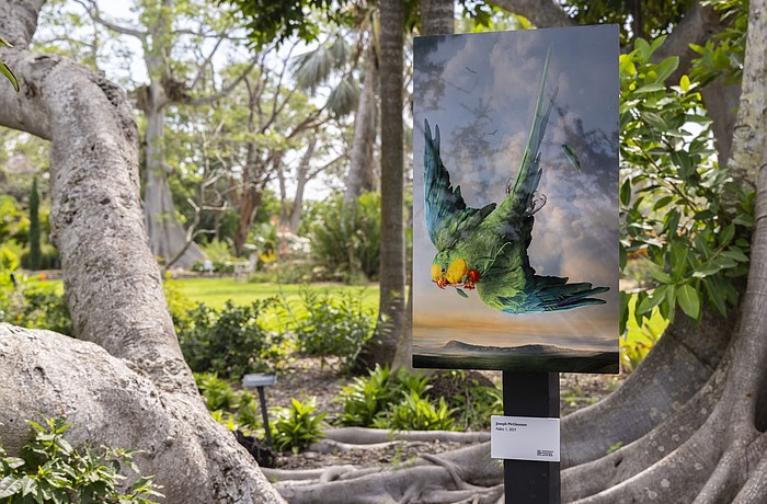 Joseph McGlennon's 2021 photo "Pollen 1" is part of "The High Life" exhibition at Marie Selby Botanical Gardens.