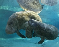 By avoiding littering, driving slow and keeping a safe distance from manatees, humans can help the threatened species stick around.
