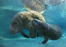 By avoiding littering, driving slow and keeping a safe distance from manatees, humans can help the threatened species stick around.