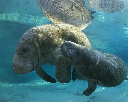 By avoiding littering, driving slow and keeping a safe distance from manatees, humans can help the threatened species stick around.
