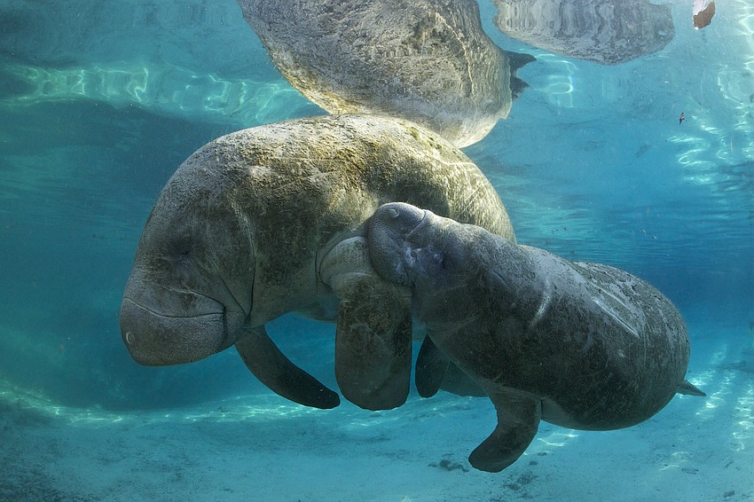 By avoiding littering, driving slow and keeping a safe distance from manatees, humans can help the threatened species stick around.