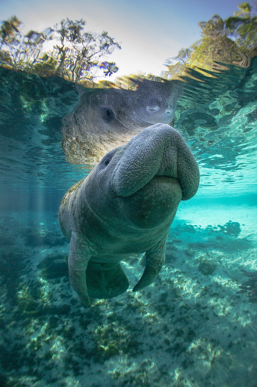 Sayler said there is a false assumption that manatees have blubber that keep them warm, but they are a subtropical species which means they have adapted to warm and humid conditions.