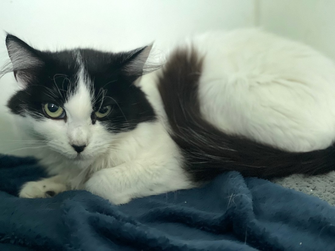 A cat that will be available at the Aug. 17 adoption event at the Flagler Humane Society. Photo courtesy of the Flagler Humane Society