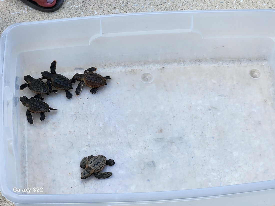 Flagler County Fire Rescue employees rescued five baby sea turtles from a storm drain. Courtesy of Flagler County