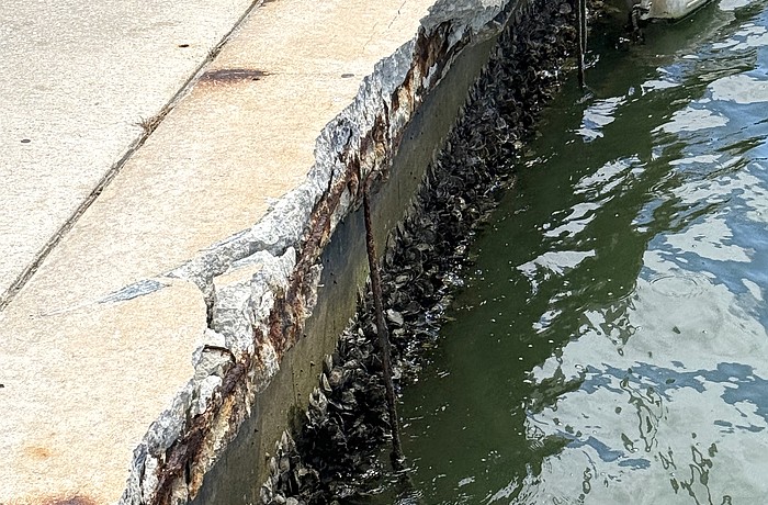 A portion of damaged sea wall along the Marina Jack A Dock adjacent to Bayfront Park.