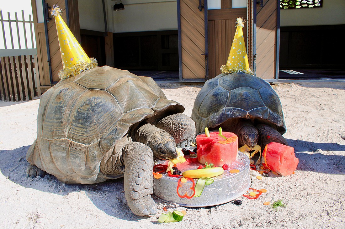 Jack and Rose, the pair of Aldabra tortoises at The St. Regis Longboat Key, celebrate their first anniversary at the resort on Aug. 14 in the enclosure near the Under the Sea Lagoon.