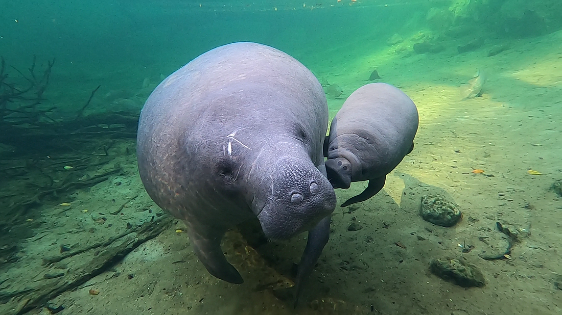 Factors such as cold stress, boat collisions, fishing gear entanglement and habitat loss contribute to the increase in manatee deaths in Florida