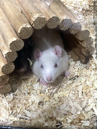 ’It’s easy, for instance, to cure Alzheimer’s in mice, but those things don’t translate to humans,‘ NIH Director Bhattacharya said. Flagler Humane Society photo