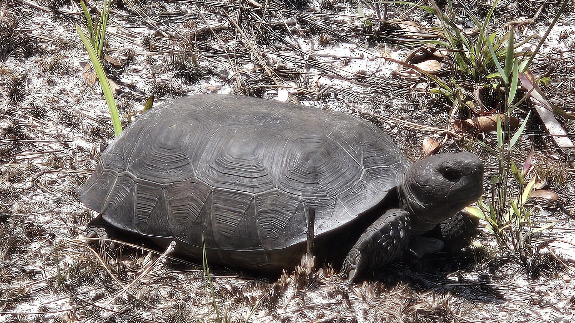 A gopher tortoise emerges from the grasses of Heritage Ranch Preserve. More than 350 animal species rely on abandoned burrows like this one for shelter, nesting and survival.