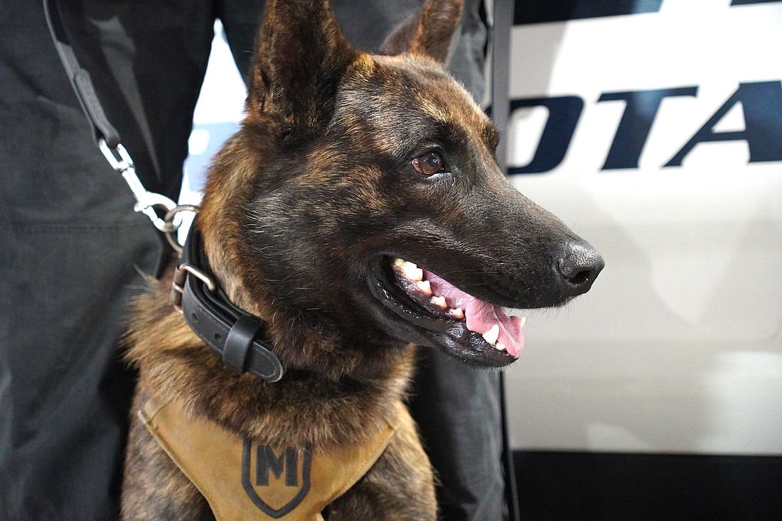 K-9 Officer Butch becomes the fourth deployed by the Sarasota Police Department.