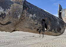 The subaqueous wastewater pipeline was damaged by corrosion from resting against a log or tree stump, spilling about 11 million gallons of sewage before being repaired, according to a Longboat Key permit support document.