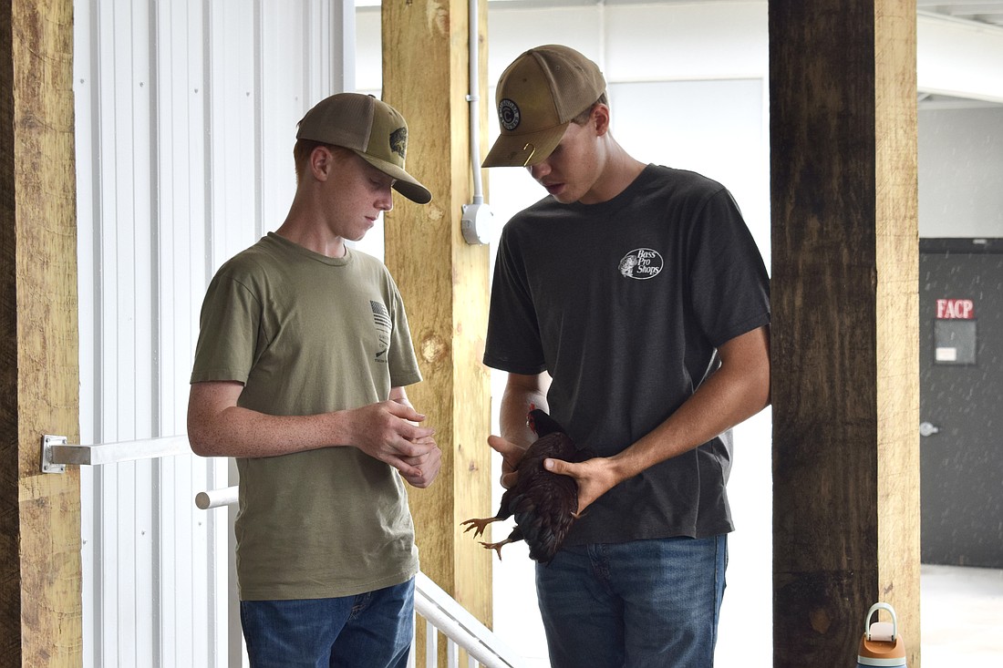 Caleb H. and Wyatt J. practice showmanship.