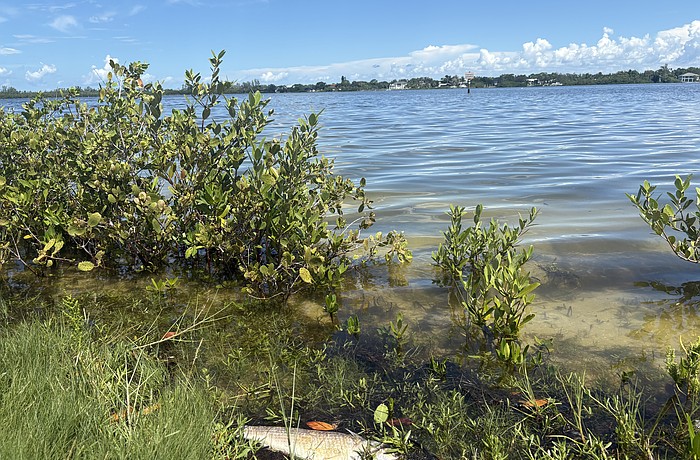 Dead fish washed ashore on Palma Sola Bay in August just north of Longboat Key, prompting water testing which found algal blooms.