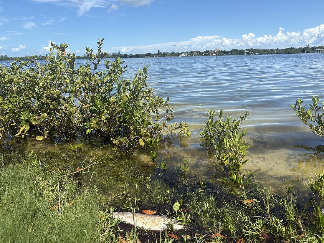 Dead fish washed ashore on Palma Sola Bay in August just north of Longboat Key, prompting water testing which found algal blooms.
