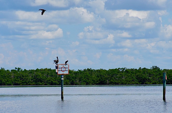In Sarasota Bay, patches of mangroves commonly dominate small islands, providing habitat for small fish in the trees’ root systems or for seabirds in their branches.