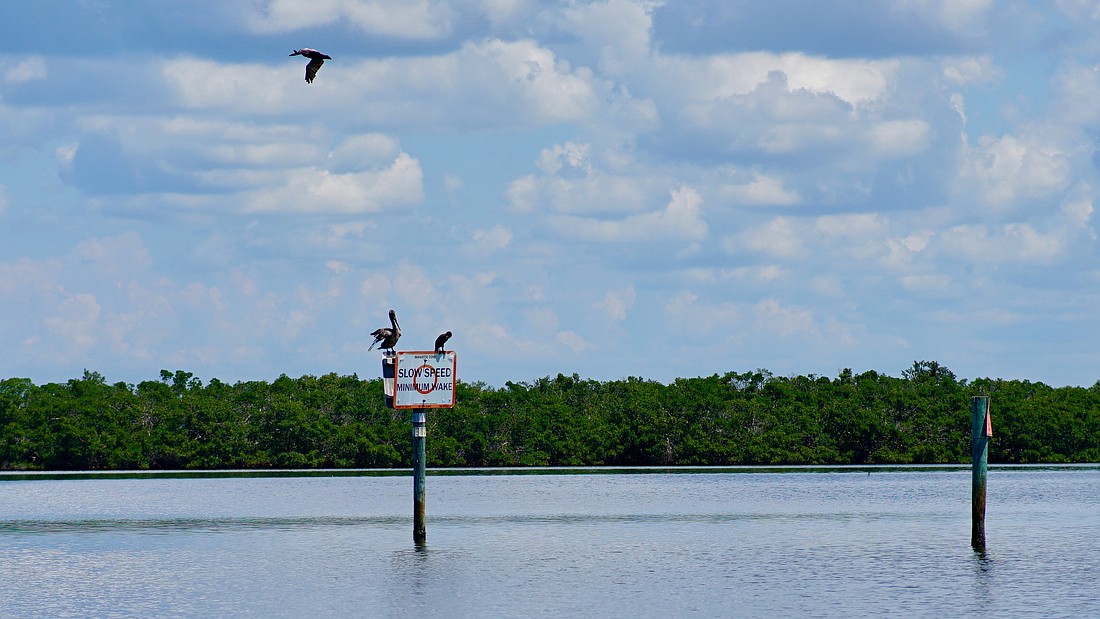 In Sarasota Bay, patches of mangroves commonly dominate small islands, providing habitat for small fish in the trees’ root systems or for seabirds in their branches.