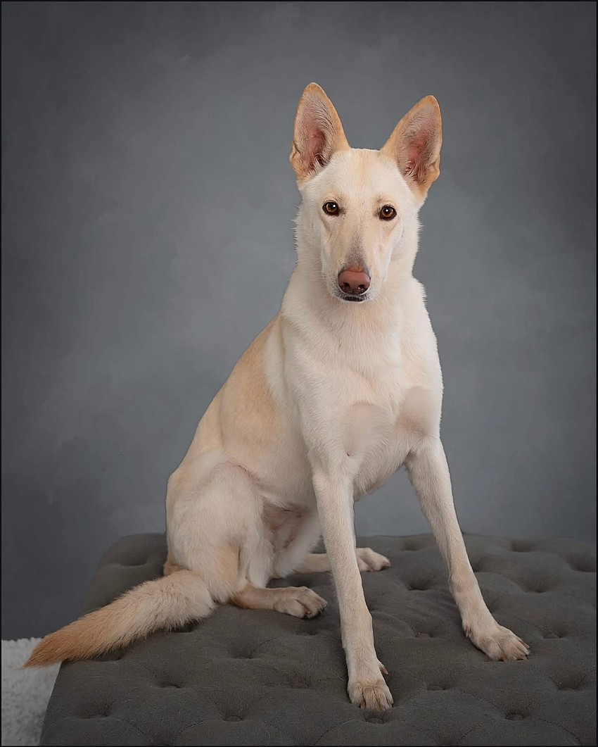 Storm is available for adoption. Courtesy photo