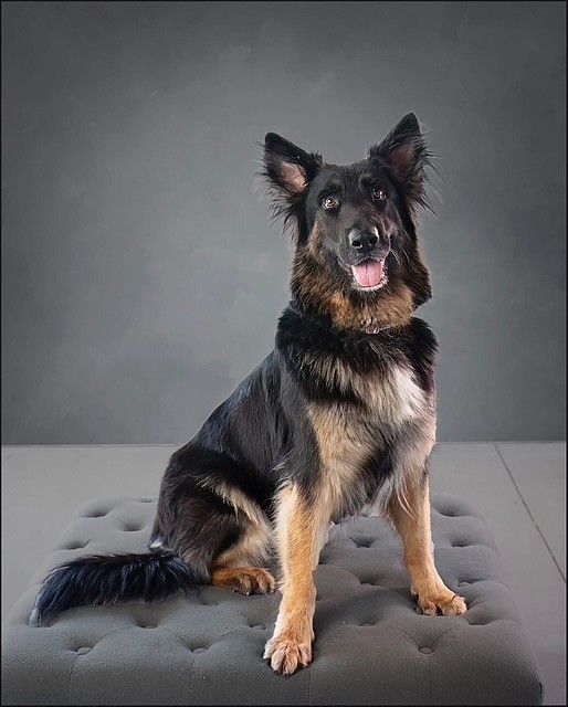 Roxy is available for adoption. Courtesy photo